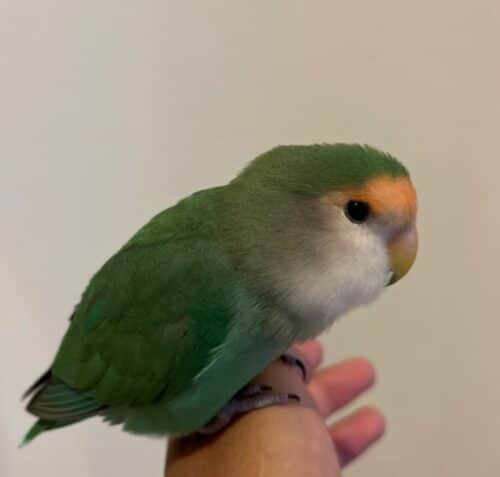 コザクラインコのオスの画像